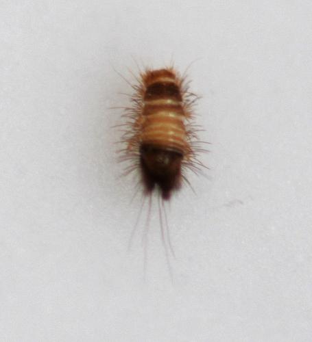 Réf. 326 938 : Anthrenus sp.